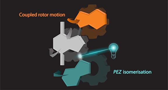 TOC Coupled rotary motion in molecular motors